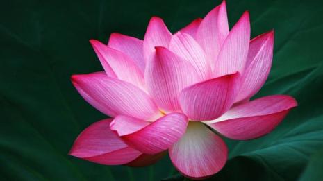 what-does-the-lotus-flower-mean_c705d4c6-b686-47fd-ac8c-5cc85c7ee4bf